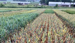 Is wheat yellow rust stabilising after the Yr15 breakdown?